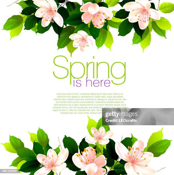 spring background - cherry blossoms white background stock illustrations
