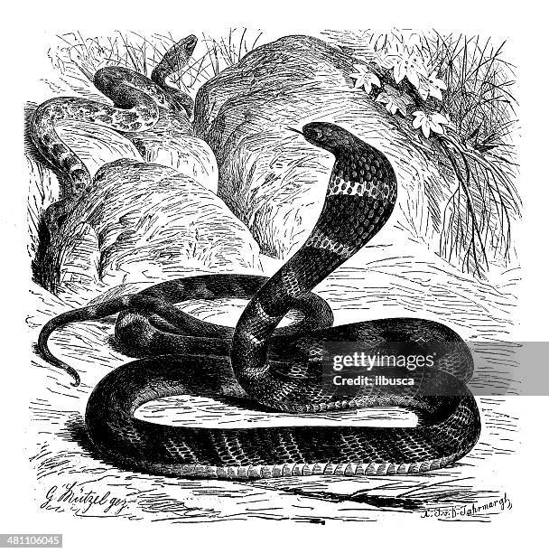 stockillustraties, clipart, cartoons en iconen met antique illustration of king cobra (ophiophagus hannah) - king cobra