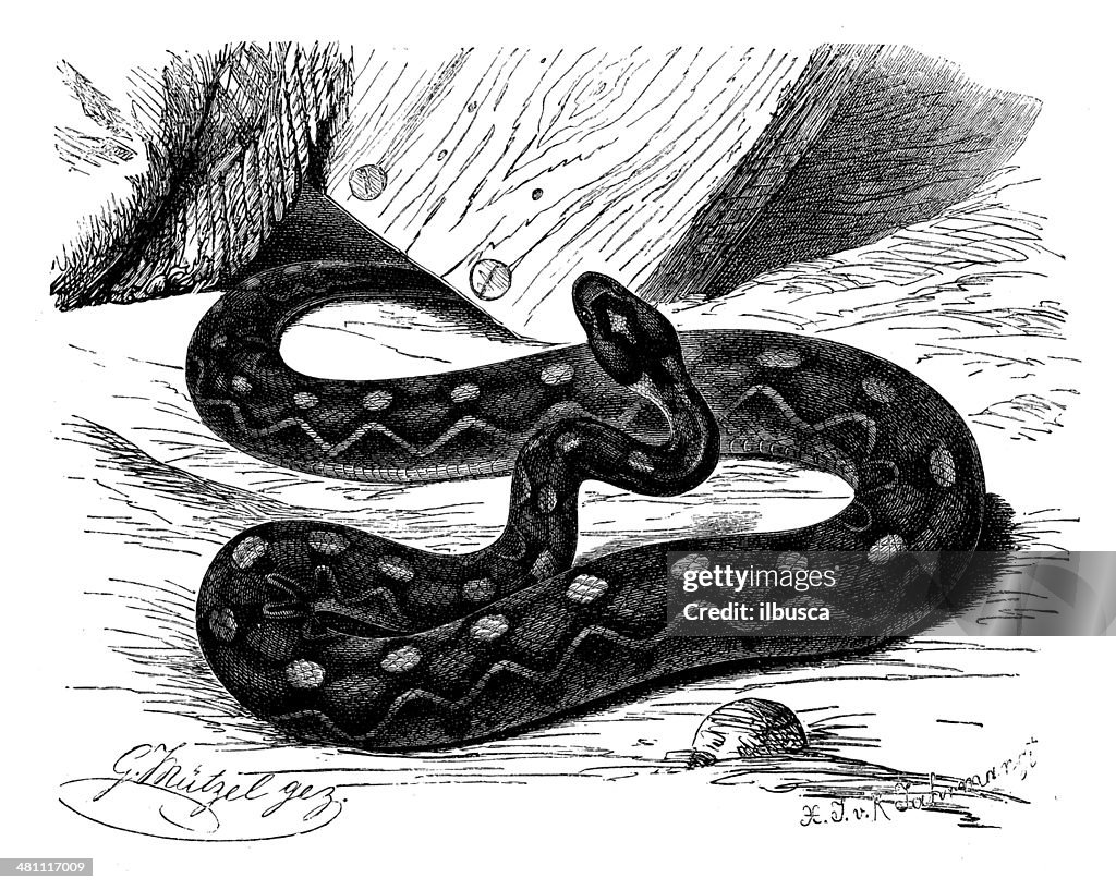 Antique illustration of Indian saw-scaled viper (Echis carinatus)