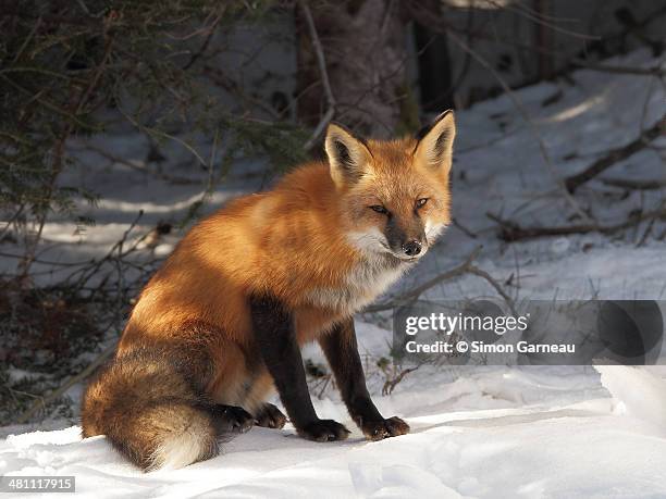 Red Rux Renard Roux Photos and Premium High Res Pictures - Getty Images
