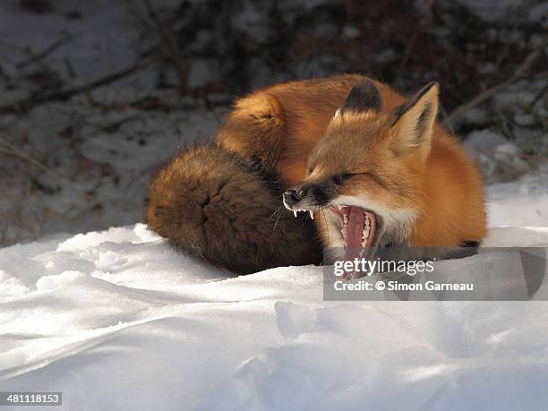 Red Rux Renard Roux Photos and Premium High Res Pictures - Getty Images