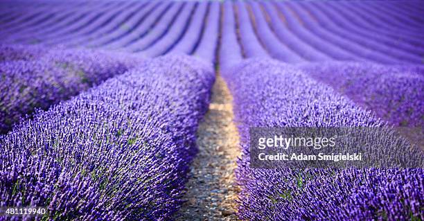 lavender field at sunset (focus on foreground) - flowers in a row stock pictures, royalty-free photos & images