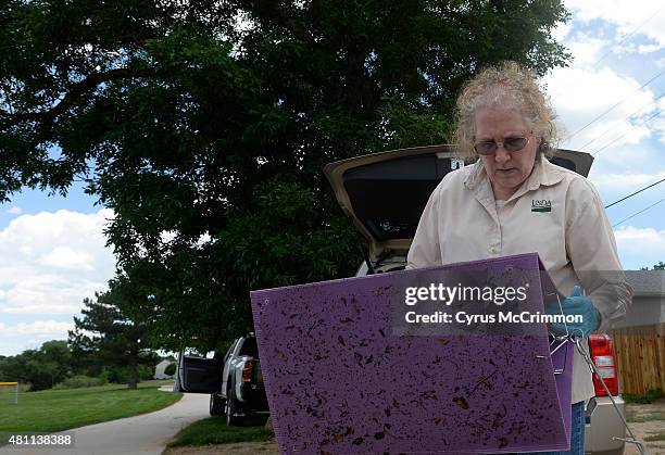 Mary Mahaffey a plant health safeguarding specialist with the USDA looks over an emerald ash borer trap that had been in the ash tree in the...