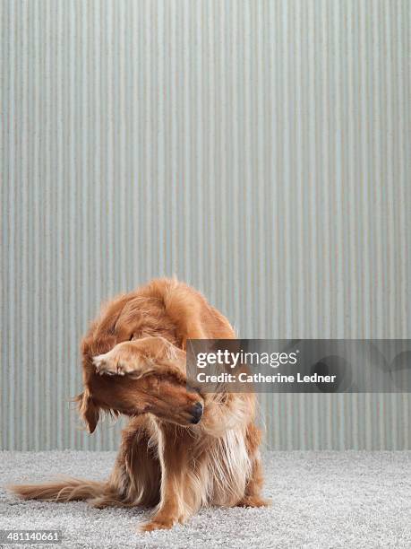 golden retriever on carpet and wallpaper - juckreiz stock-fotos und bilder