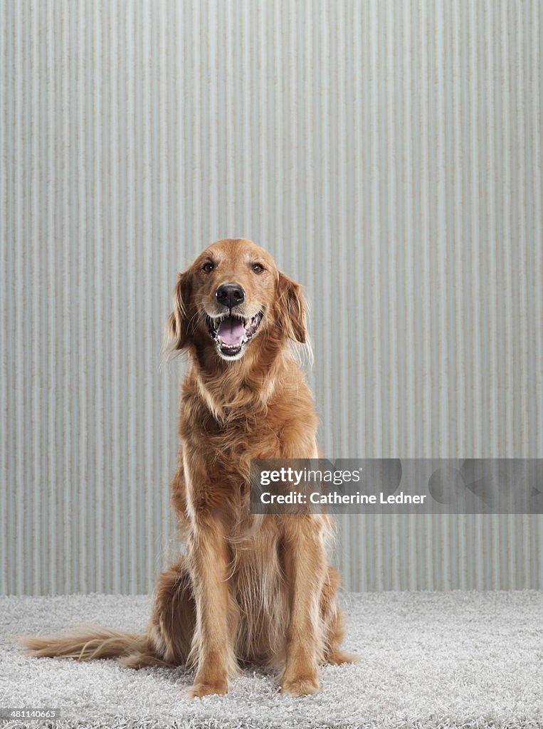 Golden Retriever on Carpet and Wallpaper