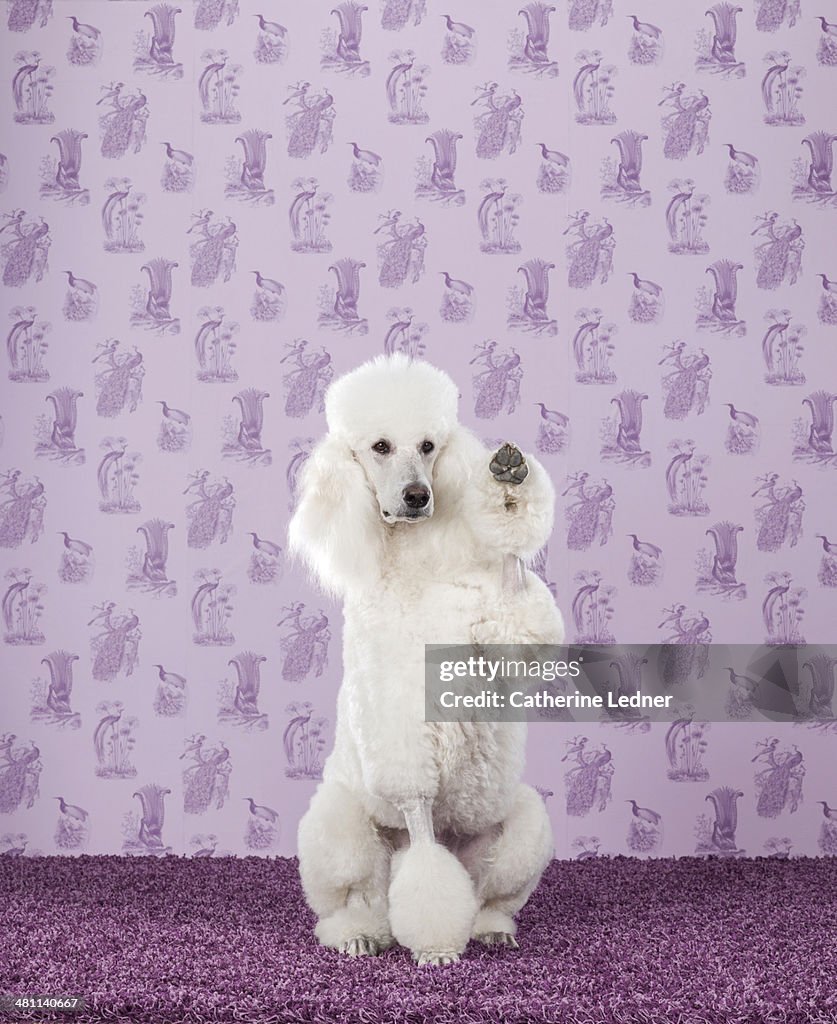 Standard Poodle on Carpet and Wallpaper