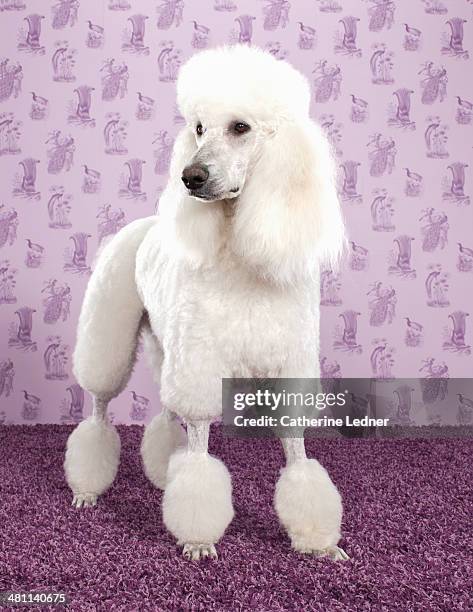 standard poodle on carpet and wallpaper - poodle stockfoto's en -beelden