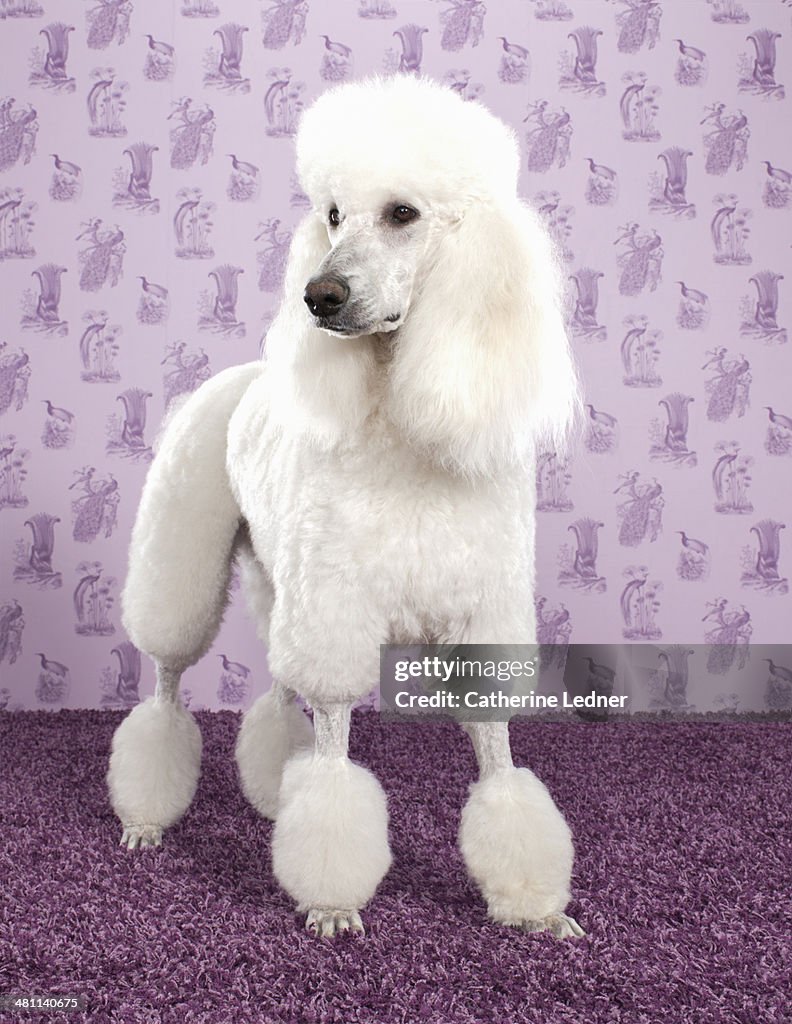 Standard Poodle on Carpet and Wallpaper