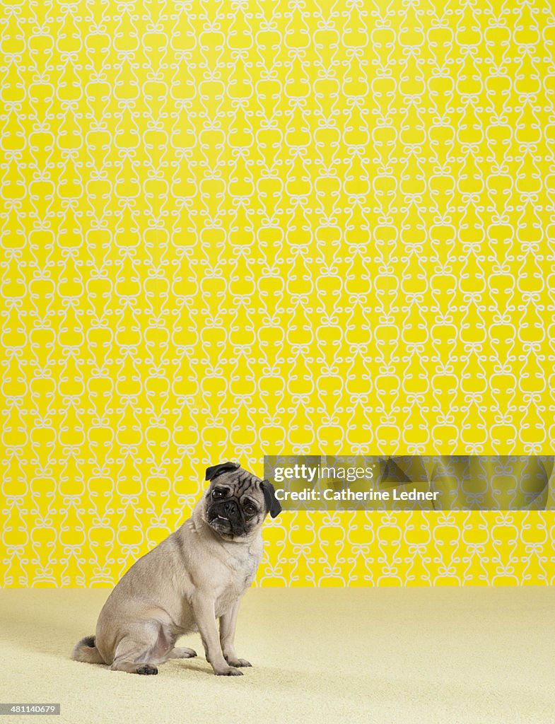 French Bulldog on Carpet and Wallpaper