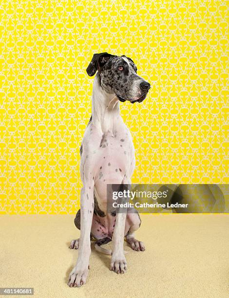 great dane on carpet and wallpaper - dogge stock-fotos und bilder