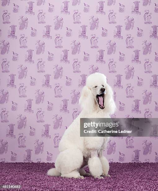 standard poodle yawning on carpet and wallpaper - standard poodle foto e immagini stock