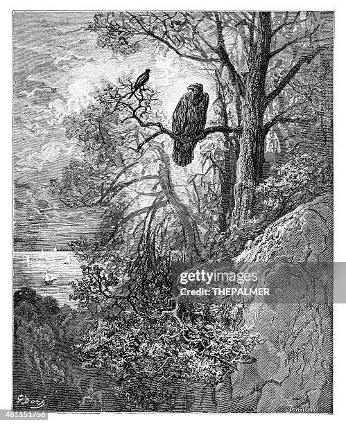 the eagle and the magpie - jean de la fontaine stock illustrations