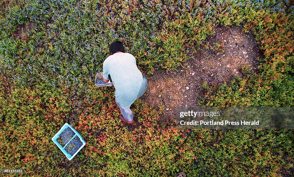 Vidal Carpio makes progress through a patch of blueberries, passing his rake through the low bushes.