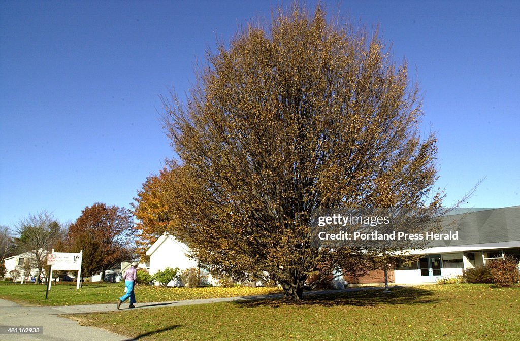 Staff Photo by John Patriquin, Thu, Nov 14, 2002: This 30 foot tall ...