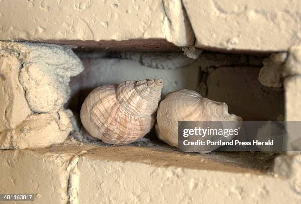 243 Shell Formed Stock Photos, High-Res Pictures, and Images - Getty Images