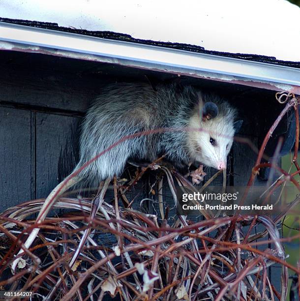 Staff Photo by Fred J. Field, Saturday, February 22, 2003: Sour Grapes -- An opossum waits patiently atop a grape arbor in Cumberland Foreside after...