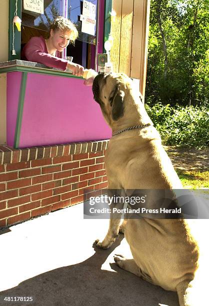 Staff Photo by John Patriquin, Tuesday, September 30, 2003: 4 year old Jonah, a bull mastiff, enjoys a ice cream cone from owner Wendy Brum at her...