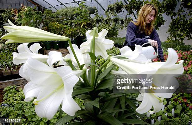 Staff Photo by Shawn Patrick Ouellette, Fri, Apr 18, 2003: Kathy Libbey of Moody's Nursery waters Oxalis "Iron Cross" as a few Easter lilies remain...