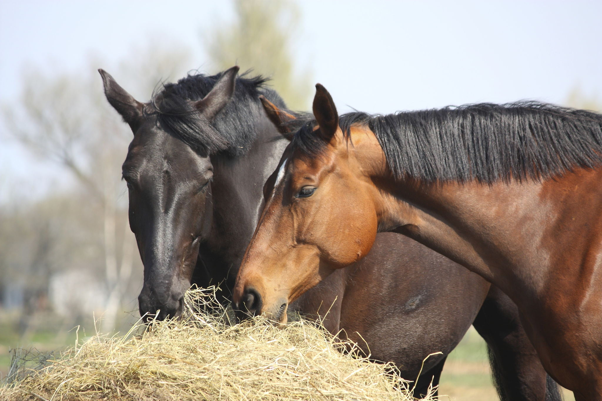 farm animals hay