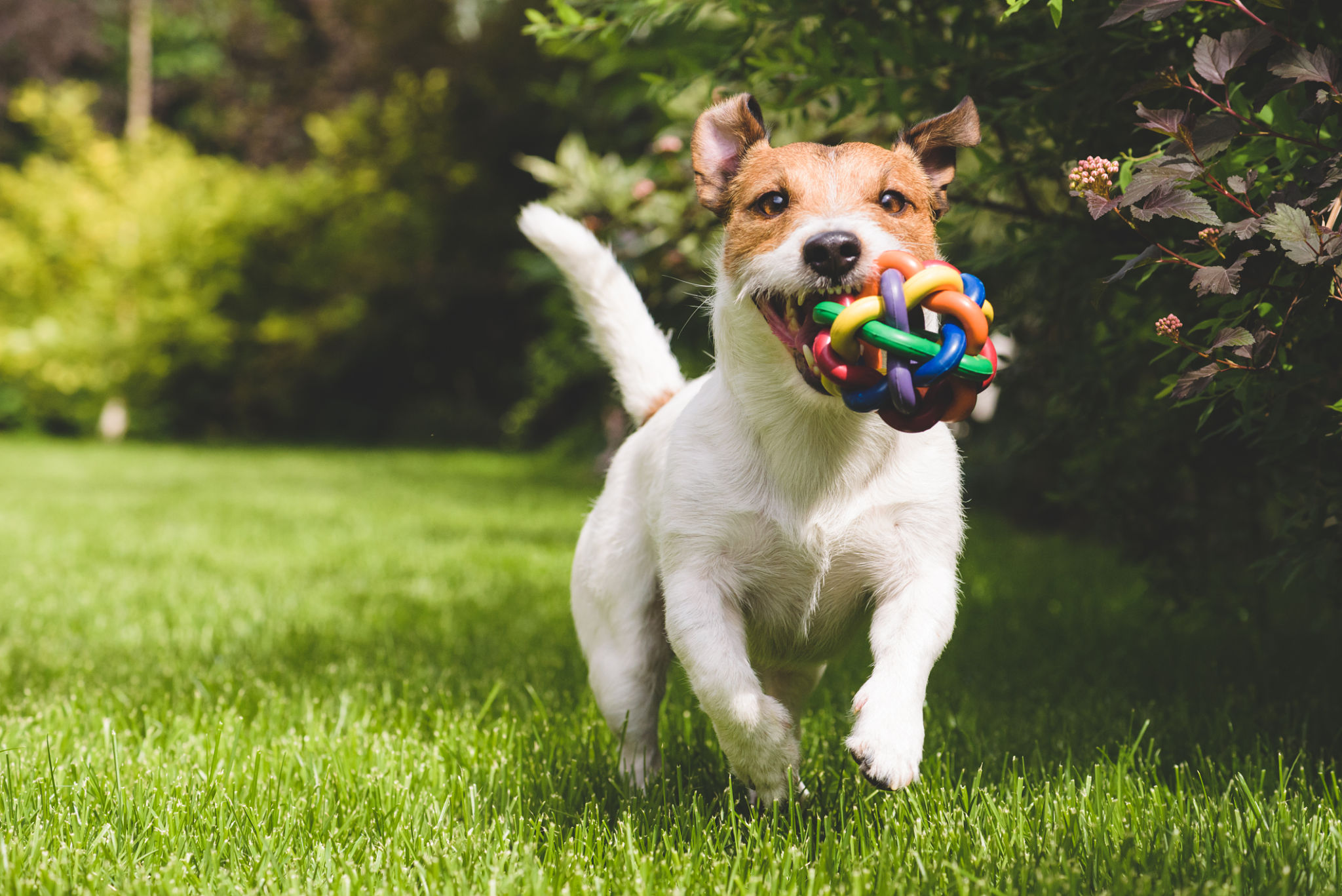 pets playing