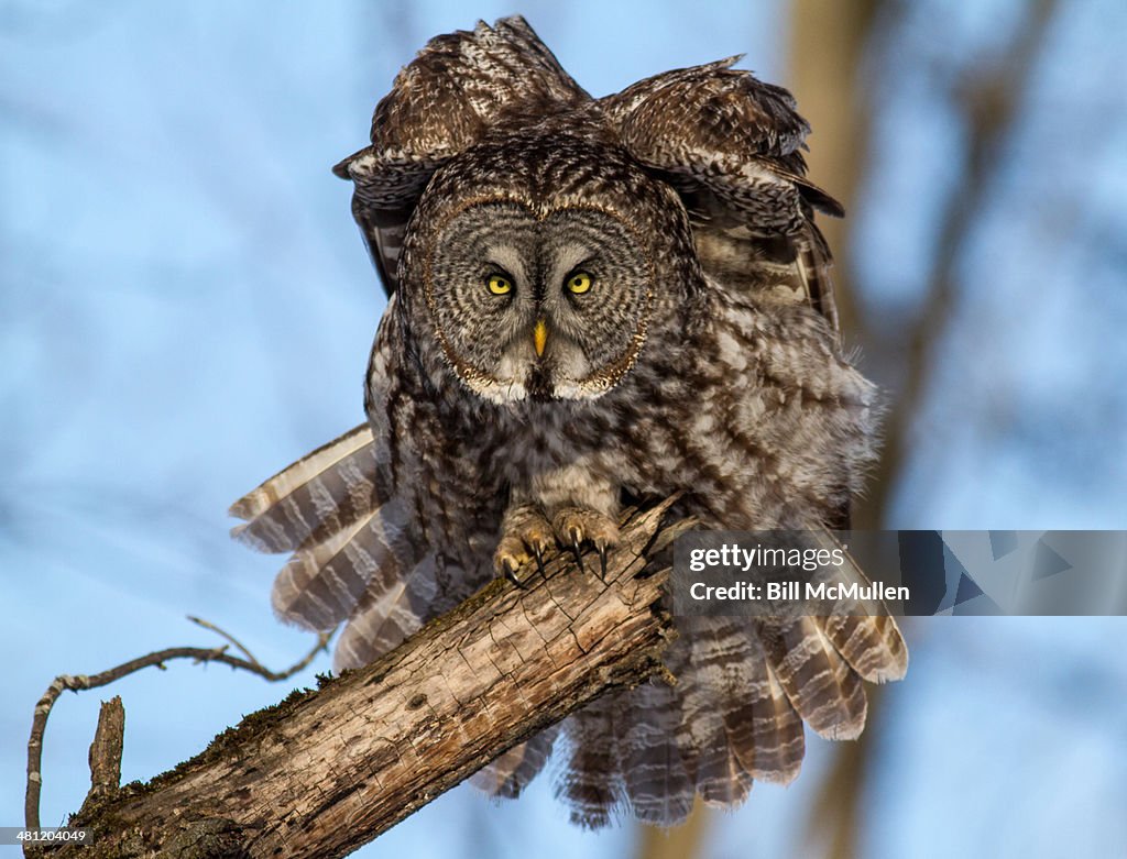 Great Gray Owl Stretch