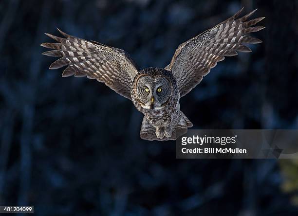 out of the darkness - great grey owl stock pictures, royalty-free photos & images
