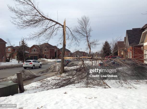 Spring thaw reveals ice storm damage