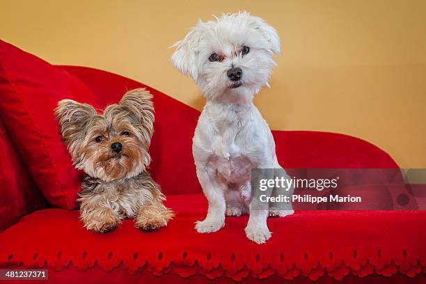 cute yorkshire terrier and maltese dogs - perro faldero fotografías e imágenes de stock