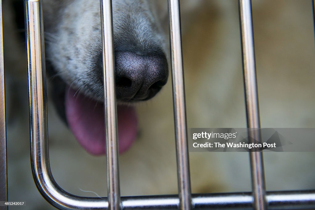 Rescued Stray Dogs From Sochi, Russia Olympics Arrive At Local Shelter