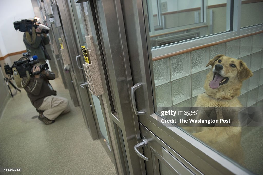 Rescued Stray Dogs From Sochi, Russia Olympics Arrive At Local Shelter