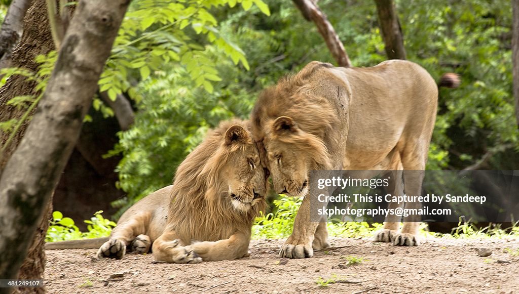 Asiatic Lions Unconditional