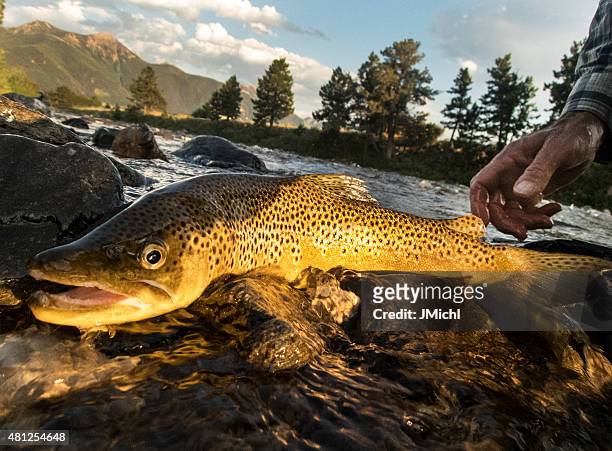 brown trout being released back into river. - brown trout stock pictures, royalty-free photos & images