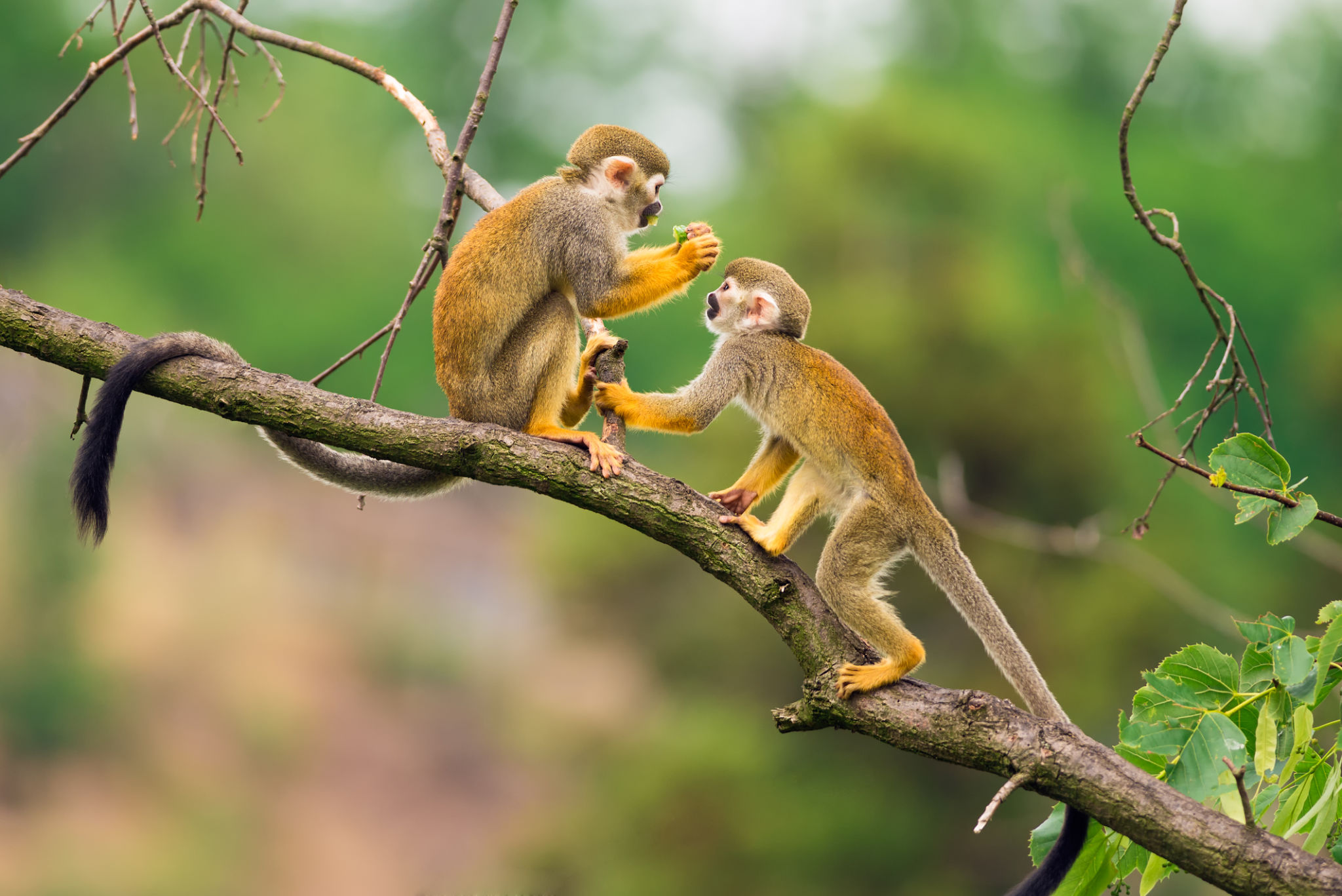 Common squirrel monkeys playing on a tree branch in Suriname Common squirrel monkeys playing on a tree branch in Suriname