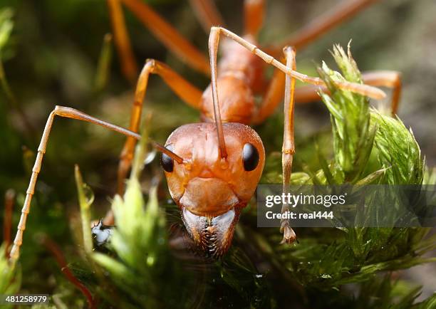 red weaver ant - stechen tierverhalten stock-fotos und bilder