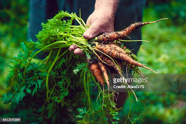 man giving fresh carrot - carrots growing stock pictures, royalty-free photos & images