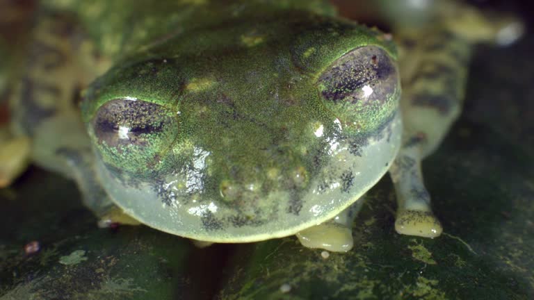 Maria Rude Frog 19 Dr Maria Glass Stock Videos, Footage, & 4K Video Clips - Getty Images