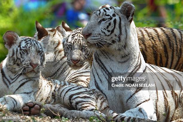 140 Hyderabad Zoo Photos and Premium High Res Pictures - Getty Images 140 Hyderabad Zoo Photos and Premium High Res Pictures - Getty Images