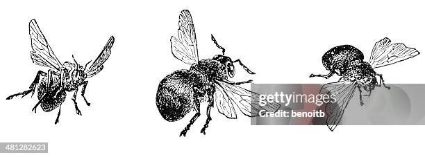 stockillustraties, clipart, cartoons en iconen met bees in threes - honey bee