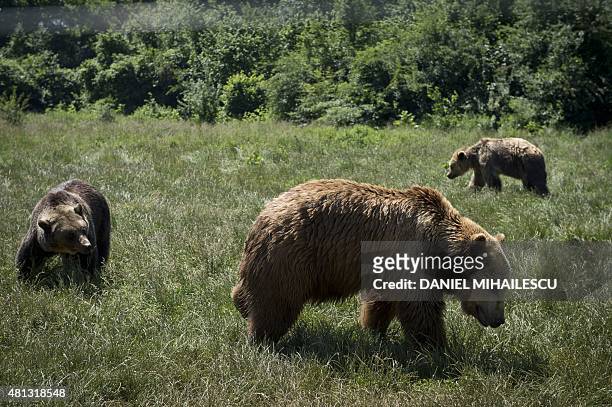Bears are pictured at "Libearty" bear reabilitation center in Zarnesti city June 26, 2015. Some bears were previously locked in cages, beaten,...