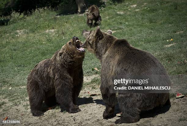 Bears are pictured at "Libearty" bear reabilitation center in Zarnesti city June 26, 2015. Some bears were previously locked in cages, beaten,...