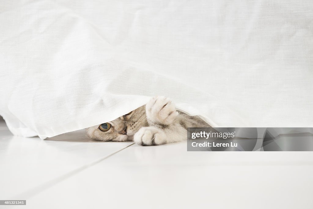 Cat peeping underneath tablecloth