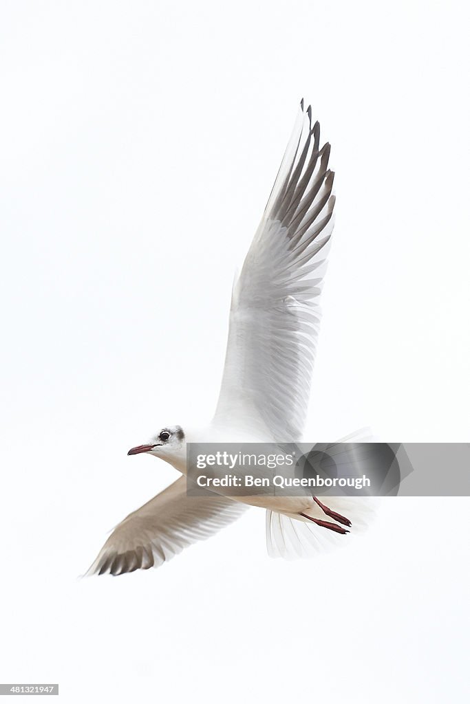A juvenile Kittiwake gull flying