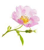 Pink wild rose flower