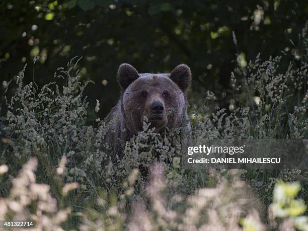 Bear is pictured at "Libearty" bear reabilitation center in Zarnesti city June 26, 2015. Some bears were previously locked in cages, beaten, deprived...