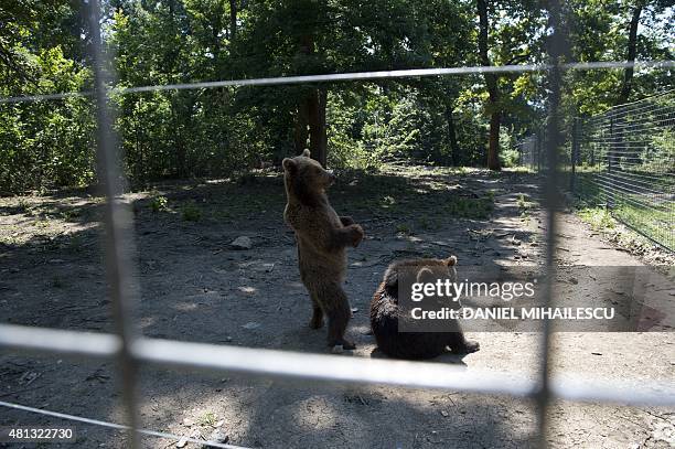 Bears are pictured at "Libearty" bear reabilitation center in Zarnesti city June 26, 2015. Some bears were previously locked in cages, beaten,...