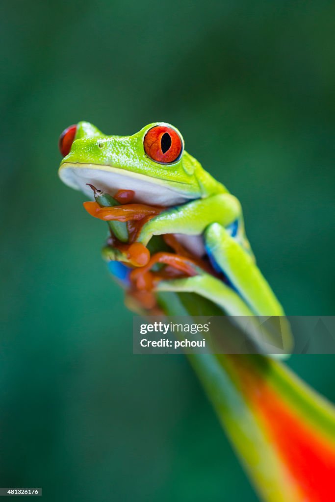 Red-Eyed Tree Frog climbing on heliconia flower, Costa Rica animal