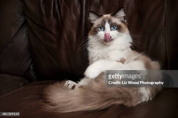 ragdoll cat with tongue sticking out - cat sticking out tongue stock pictures, royalty-free photos & images