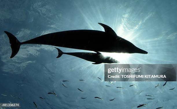 Baby bottlenose dolphin swims beside his mother at the Hakkeijima Sea Paradise aquarium in Yokohama, suburban Tokyo on July 20, 2015. The...