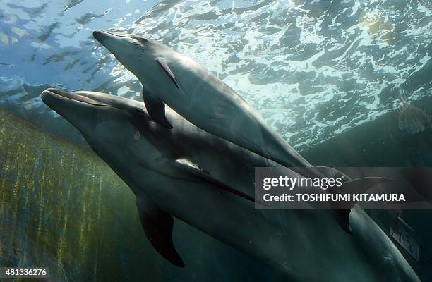 Baby bottlenose dolphin swims beside his mother at the Hakkeijima Sea Paradise aquarium in Yokohama, suburban Tokyo on July 20, 2015. The...