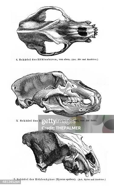 tierische schädel gravur 1895 - tierisches skelett stock-grafiken, -clipart, -cartoons und -symbole